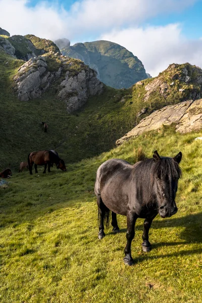 Detail Van Een Zwart Paard Uit Een Familie Van Paarden — Stockfoto