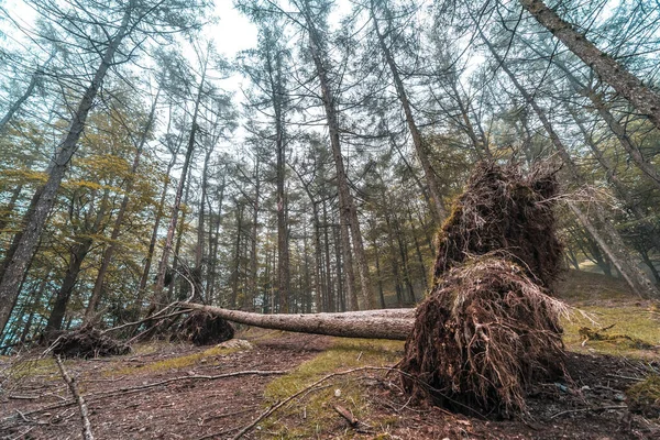 Kökleri ve Aya Dağı 'nın zirvesine giden yoldaki her şeyi ile devrilmiş bir ağaç ya da Aiako Harria, Oiartzun. Bask ülkesinin Gipuzkoa Eyaleti