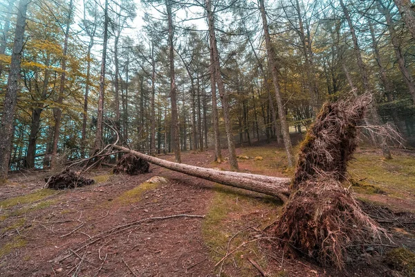 Fallen Tree Path Top Mount Peas Aya Also Called Aiako — Stock Photo, Image