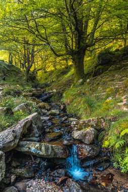 San Sebastian yakınlarındaki Urnieta 'daki Monte Adarra yolu üzerindeki kayın ormanında bir nehir. Gipuzkoa, Bask Ülkesi