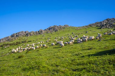 San Sebastian yakınlarındaki Urnieta 'da Monte Adarra' nın tepesinde bir koyun sürüsü. Gipuzkoa, Bask Ülkesi