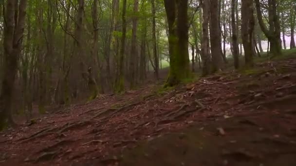 Foresta Magica Fino Monte Peas Aya Aiako Harria Euskera Oiartzun — Video Stock