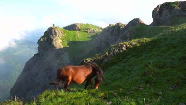 一匹棕色的马 在奥里尊巴斯克的蒙帕斯德阿亚或爱亚科哈里亚的云峰上 巴斯克国家 — 图库视频影像
