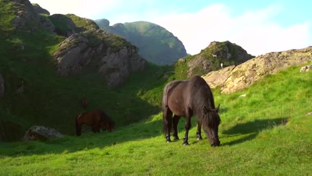 Een Zwart Paard Bovenop Erwten Van Aya Aiako Harria Baskenland — Stockvideo