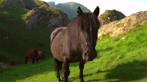 Cavallo Nero Mangia Erba Una Mattina Cima Monte Peas Aya — Video Stock