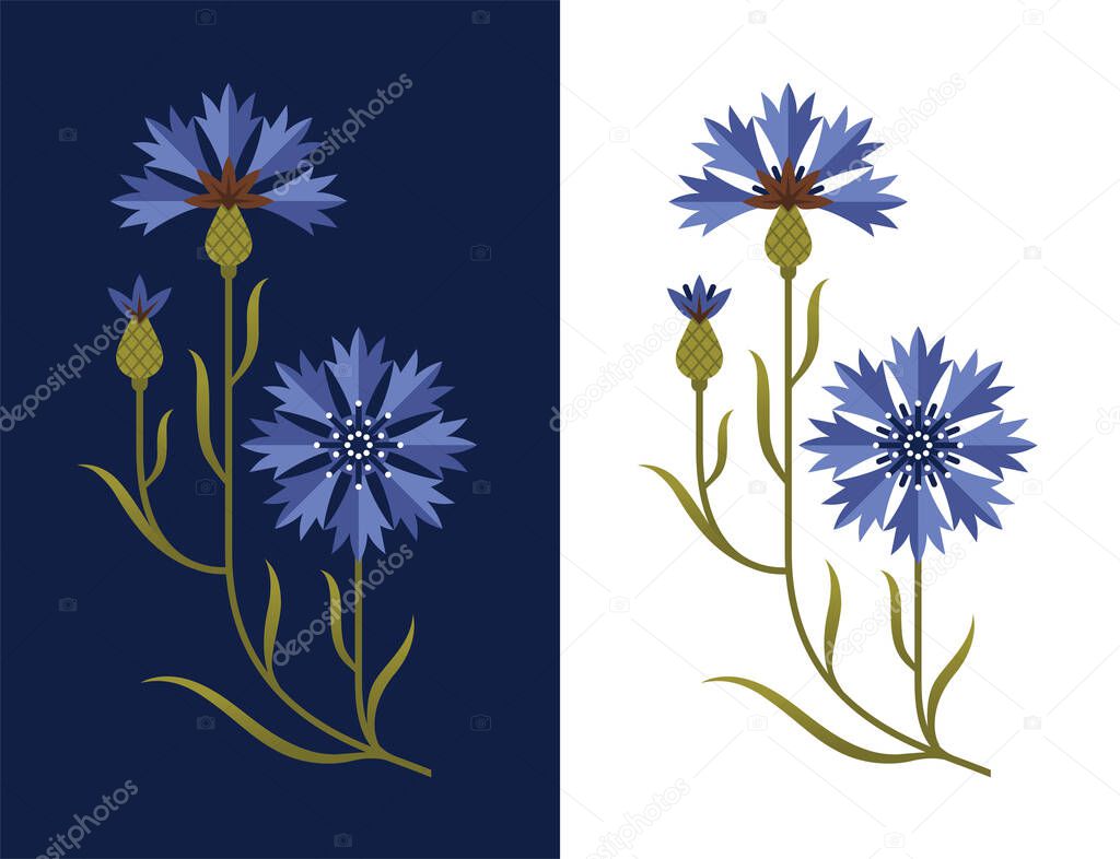 Stylized cornflower vector illustration. Blue field flower. Decorative floral design element.
