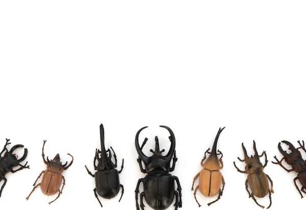 Different Types Beetles White Background Study Guide Insect Study Concept — Stockfoto