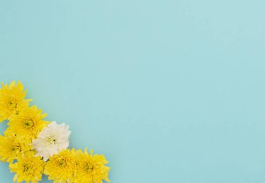 Mavi arka planda sarı ve beyaz çiçekler. Anneler Günü, bahar konsepti. Selamlar, davetiye. Düz konum, metin için kopyalama alanı olan üst görünüm biçimi.