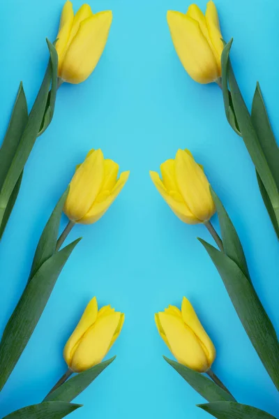 Tulipanes Amarillos Sobre Fondo Azul Día Madre Primavera Spa Concepto — Foto de Stock