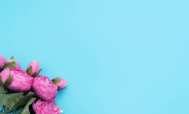 Mavi arka planda pembe ve beyaz çiçekler. Anneler Günü, bahar konsepti. Selamlar, davetiye. Düz konum, metin için kopyalama alanı olan üst görünüm biçimi.