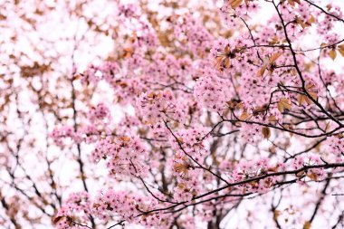 Pembe çiçek açan bir ağaçla arka plan bulanıklaştı. Bahar çiçekleri. Doğa ve güzellik kavramı.