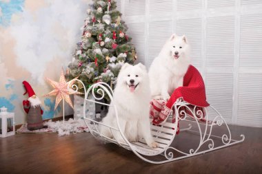 İki beyaz samoyed husky köpek. Noel ve yılbaşı süsleri. Köpeğin yanına Noel ağacı.