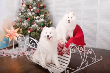 İki beyaz samoyed husky köpek. Noel ve yılbaşı süsleri. Köpeğin yanına Noel ağacı.
