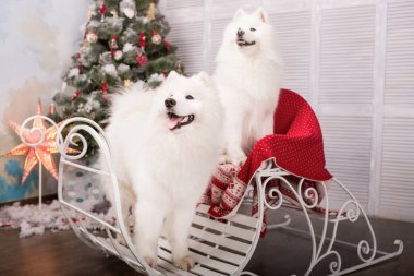 İki beyaz samoyed husky köpek. Noel ve yılbaşı süsleri. Köpeğin yanına Noel ağacı.