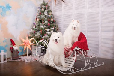 İki beyaz samoyed husky köpek. Noel ve yılbaşı süsleri. Köpeğin yanına Noel ağacı.