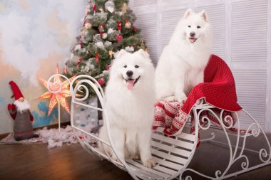 İki beyaz samoyed husky köpek. Noel ve yılbaşı süsleri. Köpeğin yanına Noel ağacı.