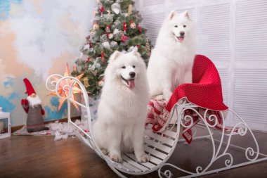 İki beyaz samoyed husky köpek. Noel ve yılbaşı süsleri. Köpeğin yanına Noel ağacı.