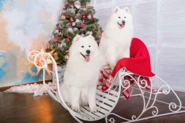 İki beyaz samoyed husky köpek. Noel ve yılbaşı süsleri. Köpeğin yanına Noel ağacı.