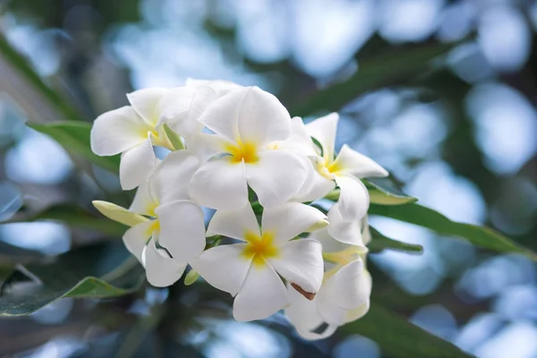 Flores frangipani Close up bela Plumeria . — Fotografia de Stock