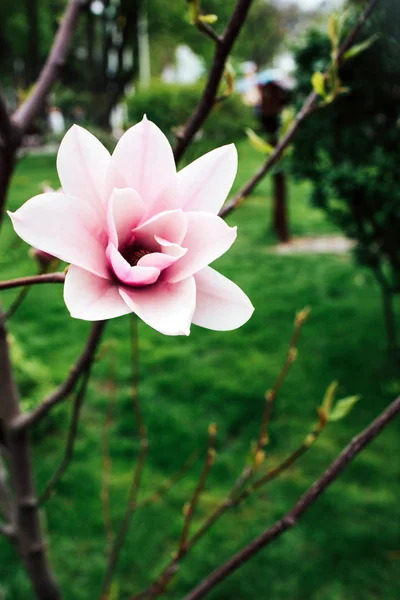 Fleur de Magnolia fleurissant sur un fond vert . — Photo