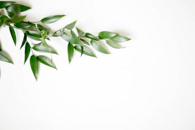 Ruscus izole bırakır