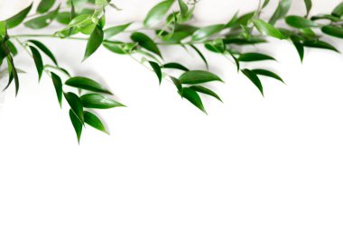 Ruscus izole bırakır