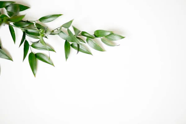 Ruscus izole bırakır