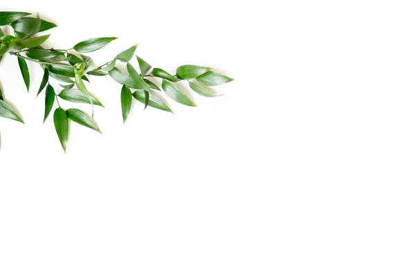 Ruscus izole bırakır