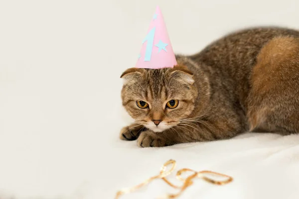 Gato de dobra escocês, tabby marrom. Primeiro aniversário do gato . — Fotografia de Stock