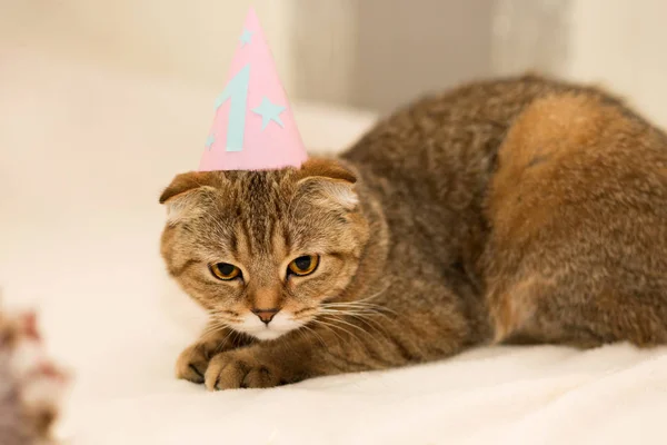 Gato de dobra escocês, tabby marrom. Primeiro aniversário do gato . — Fotografia de Stock