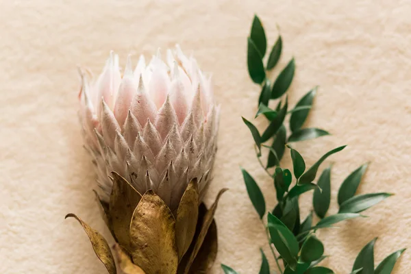 Protea Aristata demet
