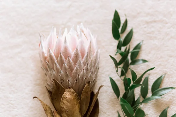 Bunch of Protea Aristata — Stock Photo, Image