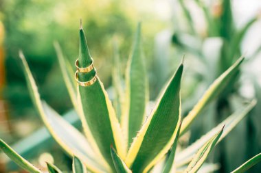 Alyans aloe yaprak üzerinde.