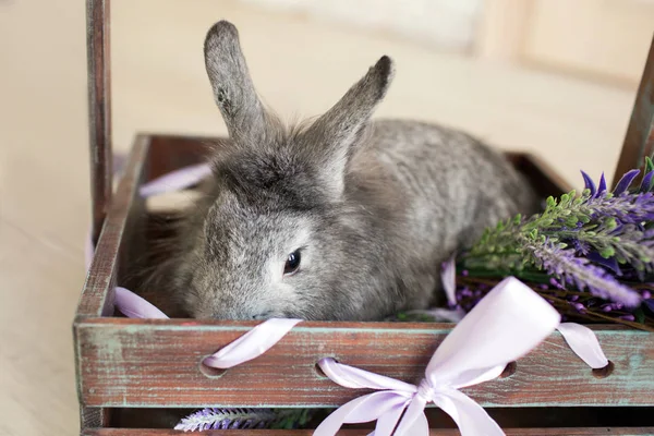 Un petit lapin gris est assis dans une boîte de fleurs de lavande. Lapin gris de Pâques assis dans une boîte en bois, cadeau . — Photo