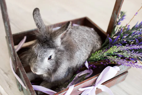 Un petit lapin gris est assis dans une boîte de fleurs de lavande. Lapin gris de Pâques assis dans une boîte en bois, cadeau . — Photo