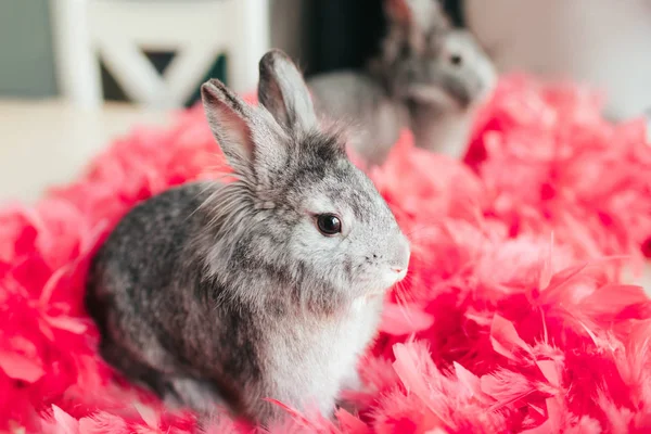 Malý šedý králíček sedící v růžové peří na proti oknu. Velikonoční zajíček v růžové peří odráží v zrcadle. — Stock fotografie