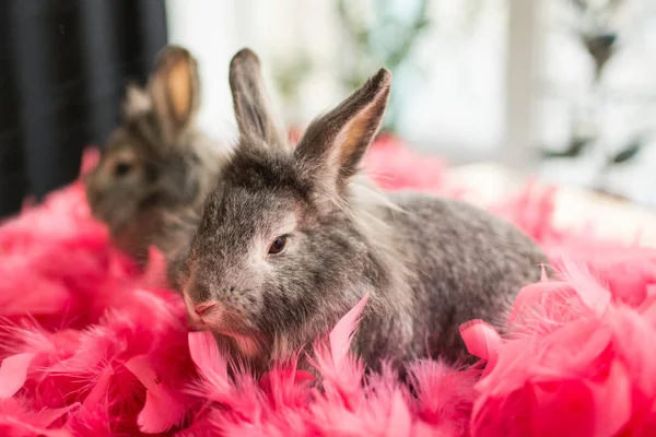 Malý šedý králíček sedící v růžové peří na proti oknu. Velikonoční zajíček v růžové peří odráží v zrcadle. — Stock fotografie