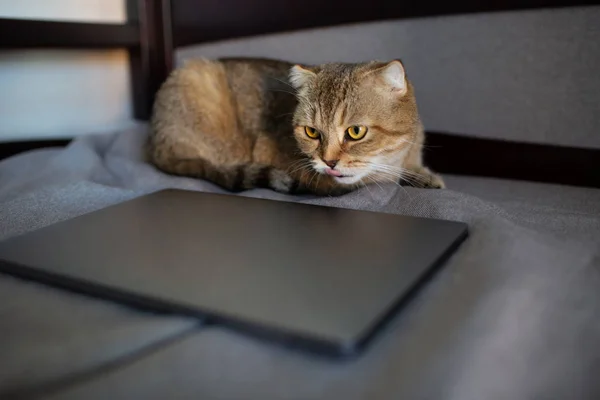 Gato Dobrável Escocês Atrás Laptop Cinza Gato Mostra Língua — Fotografia de Stock