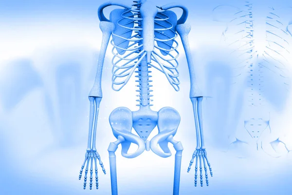 Render Human Skeleton — Stock Photo, Image