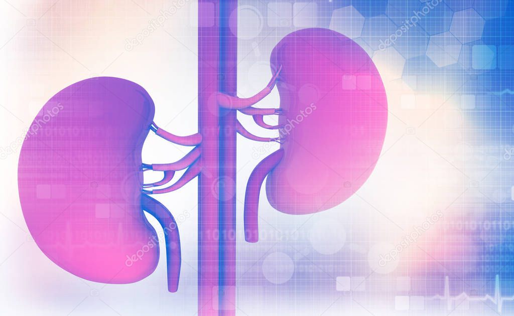 3d render of Human kidney on abstract background 	