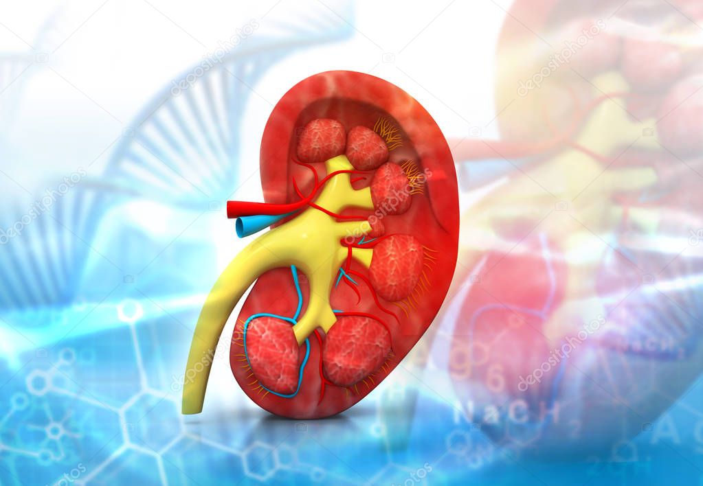 Cross section kidney. Health care background	