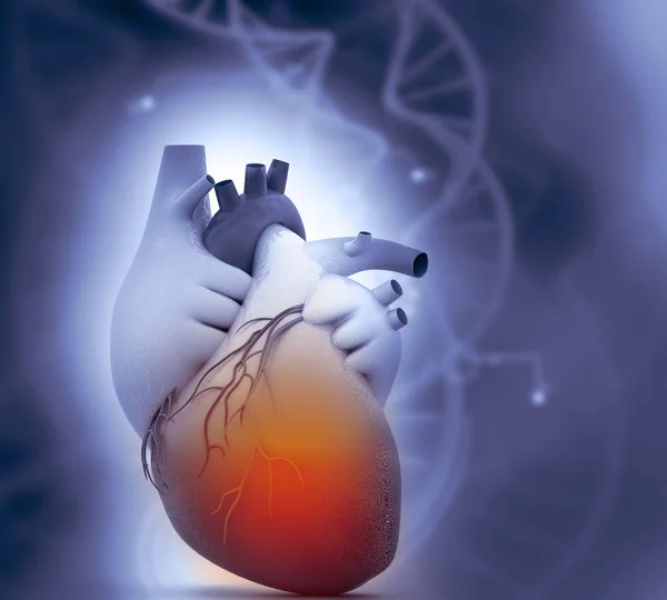Human Heart Anatomy Science Background — Stock Photo, Image