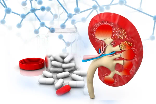 Render Human Kidney Medicines — Stock Photo, Image