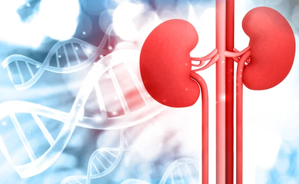 Dna 구조와 신장입니다 렌더링 — 스톡 사진