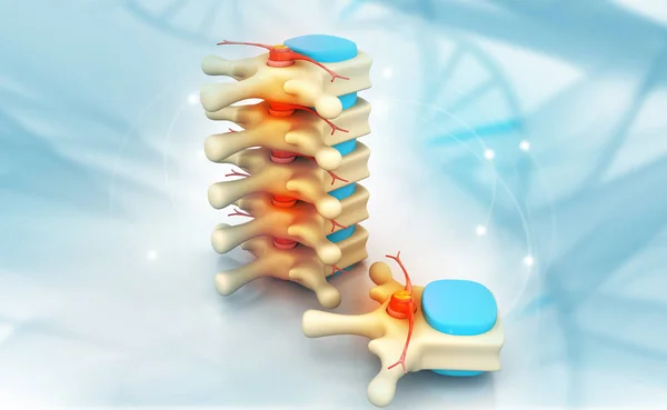 Render Human Spine Medical Background — Stock Photo, Image