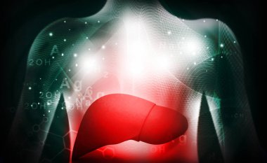 3D insan karaciğer tıbbi anatomisi