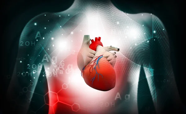 Corazón Humano Anatomía Médica — Foto de Stock