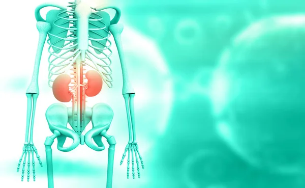 Illustration Male Skeleton Kidney — Stock Photo, Image