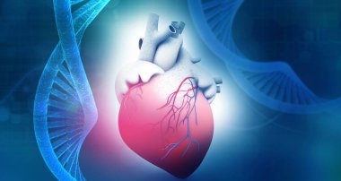 İnsan kalp anatomi dna arka plan ile. 3D çizim