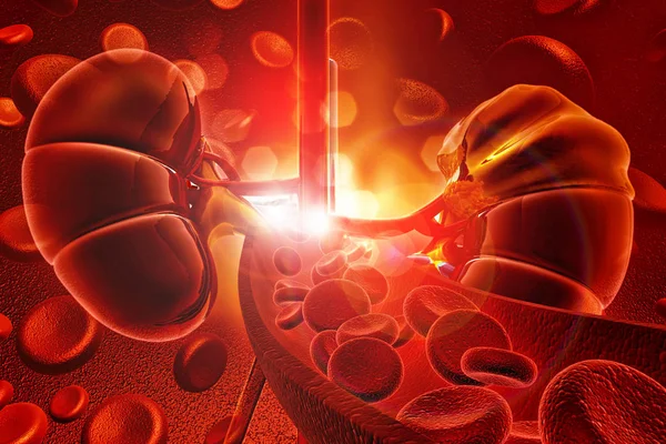 Nerki Człowieka Komórek Krwi Render — Zdjęcie stockowe